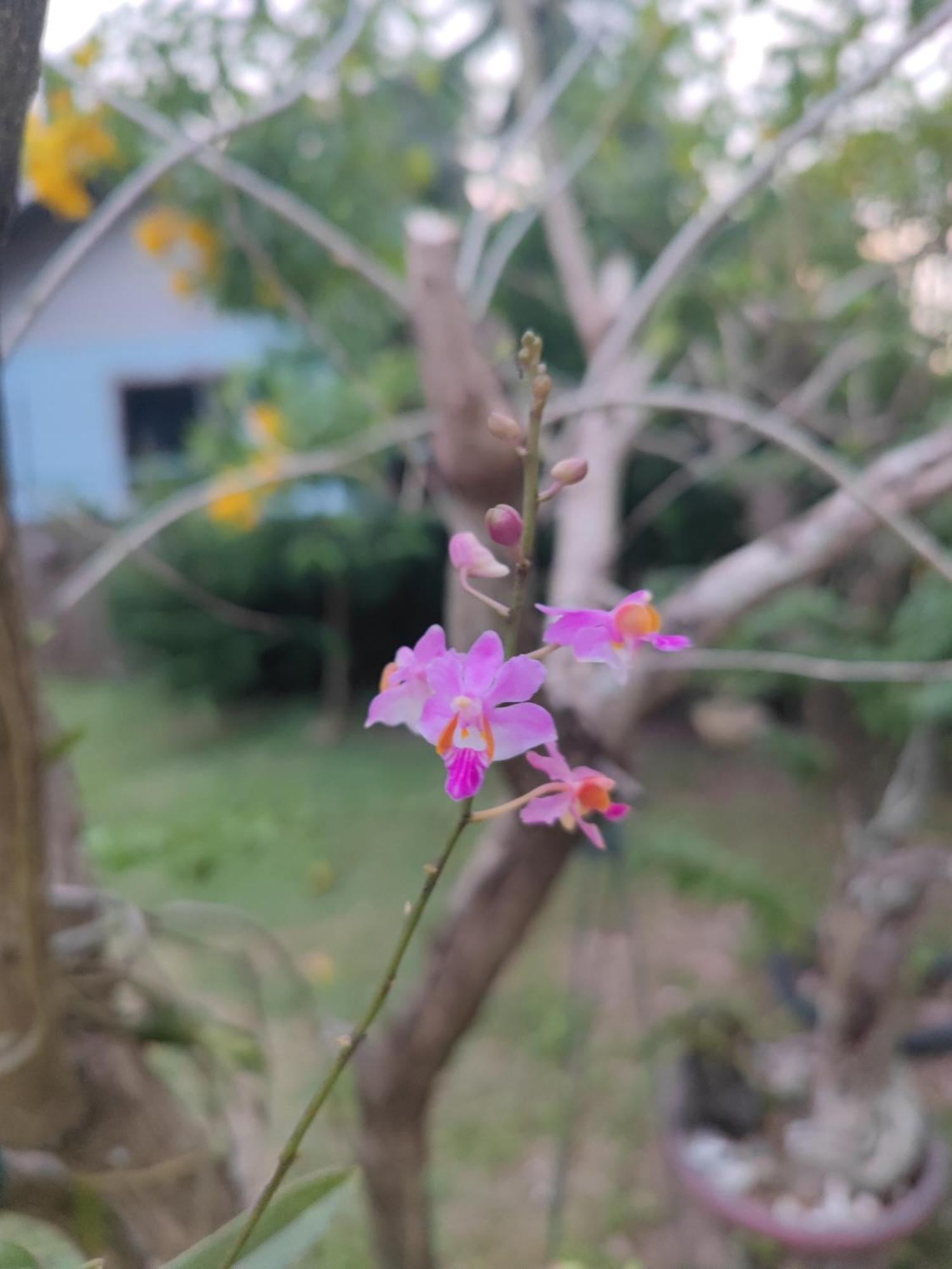 The Secret Garden Homestay Koh Yao Yai Ko Yao 外观 照片