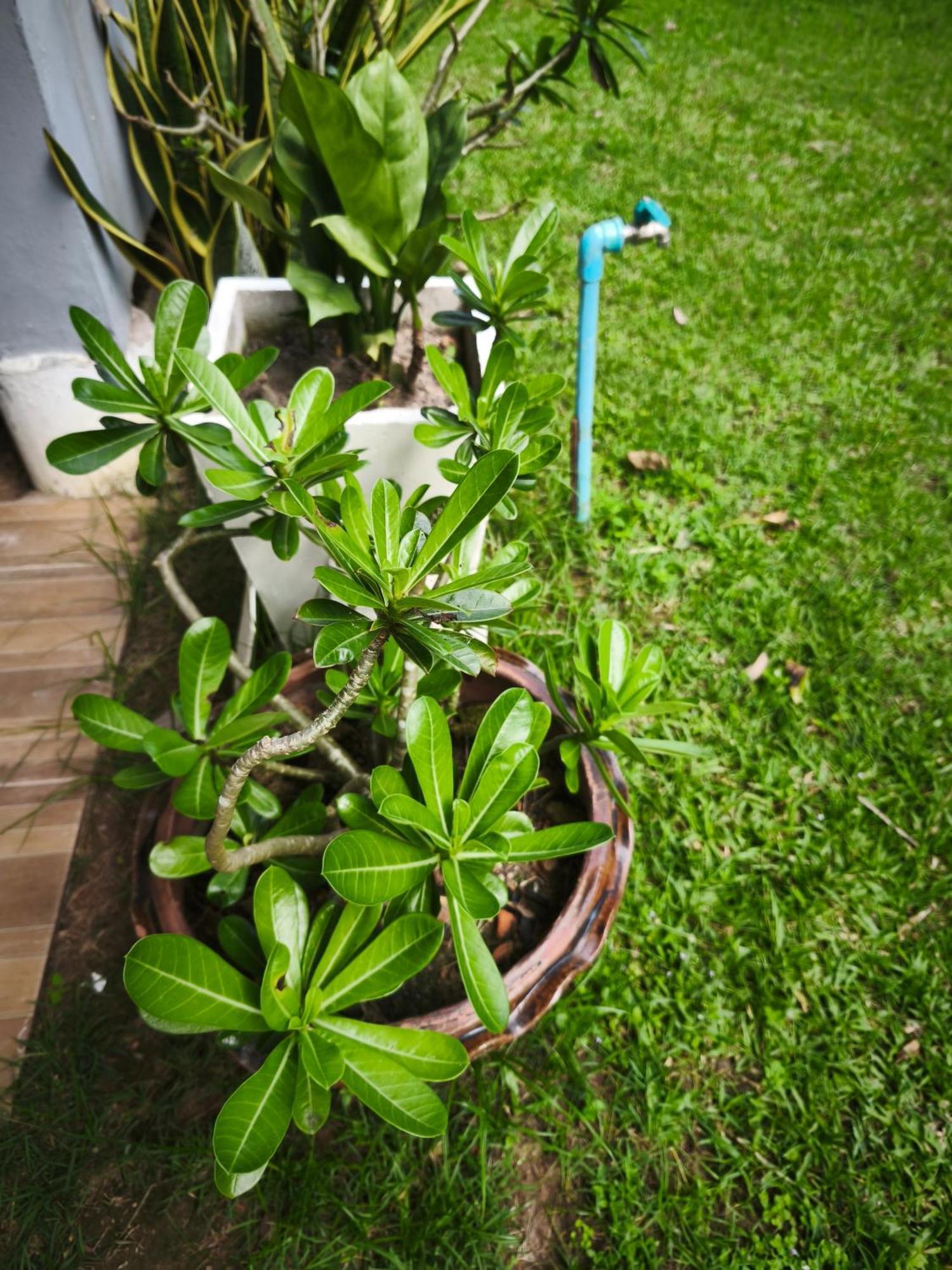 The Secret Garden Homestay Koh Yao Yai Ko Yao 外观 照片